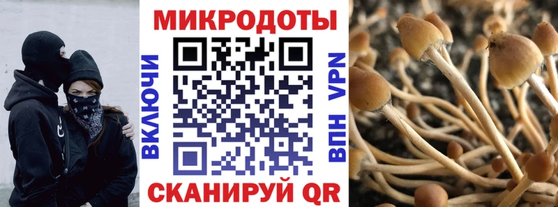 Купить где  Палласовка  Галлюциногенные грибы Psilocybe 